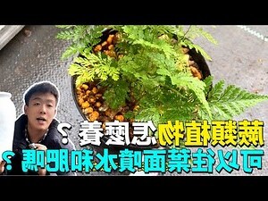 蕨類風水