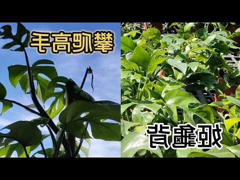 姬龜背攀爬