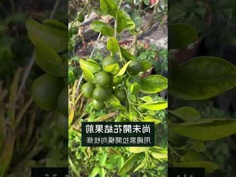 金桔結果注意事項