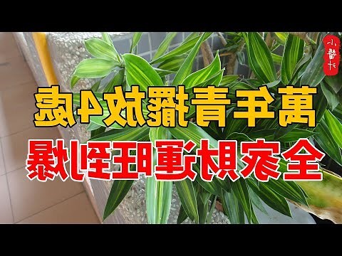 萬年青擺放位置