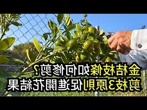 柚子樹有刺嗎