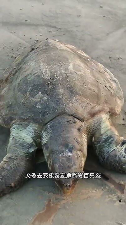 海龜殼