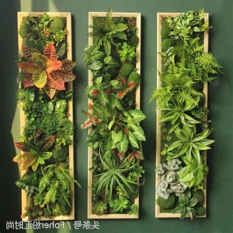 掛在牆上的植物