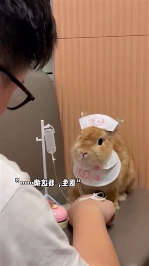兇兔子
