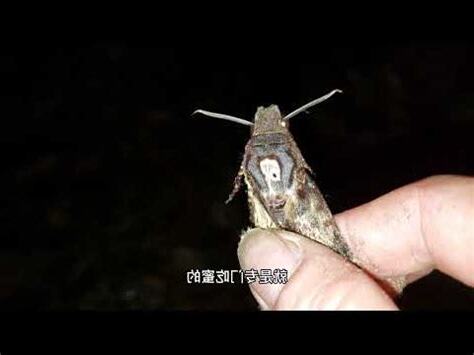 飛鵝卵