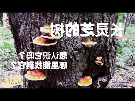 靈芝寓意