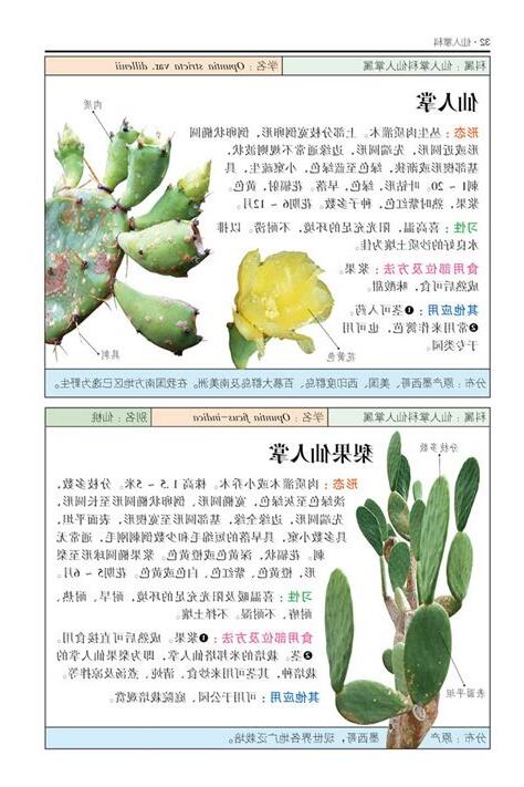 仙人掌作用