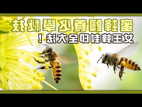 蜜蜂象徵意義