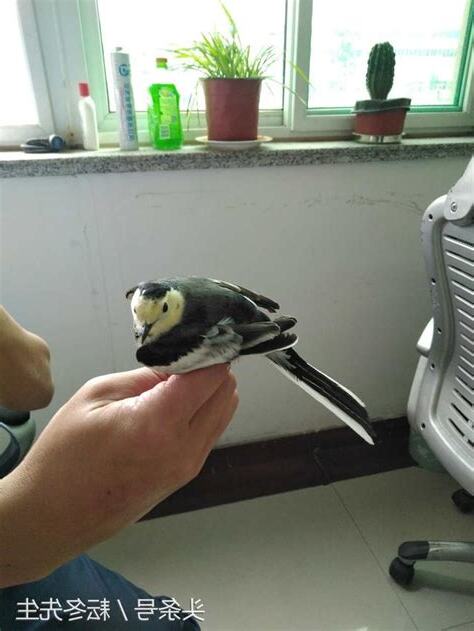 家裡飛進鳥
