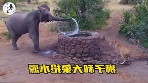 獅子喝水