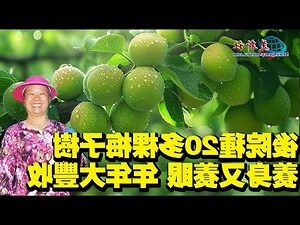 後院種樹風水