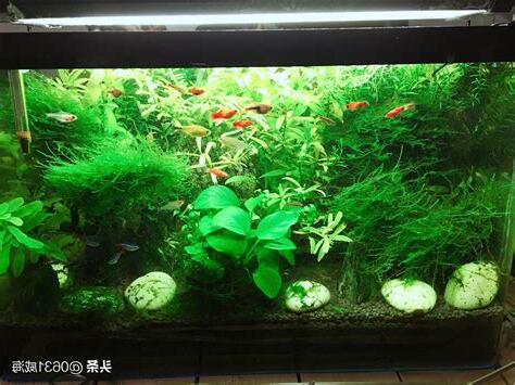 養魚的水草