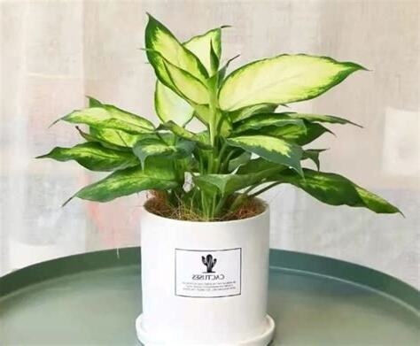 萬年青意思