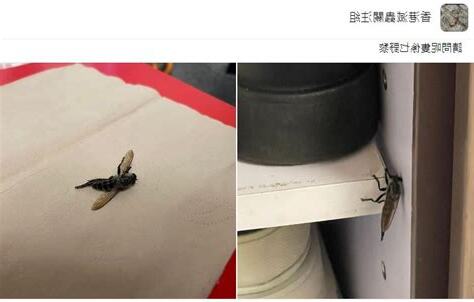 蒼蠅飛進家裡風水