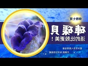 佛教七寶是哪七寶