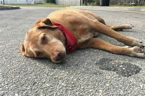 狗死掉怎麼處理