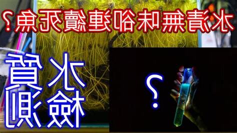 魚缸魚一直死