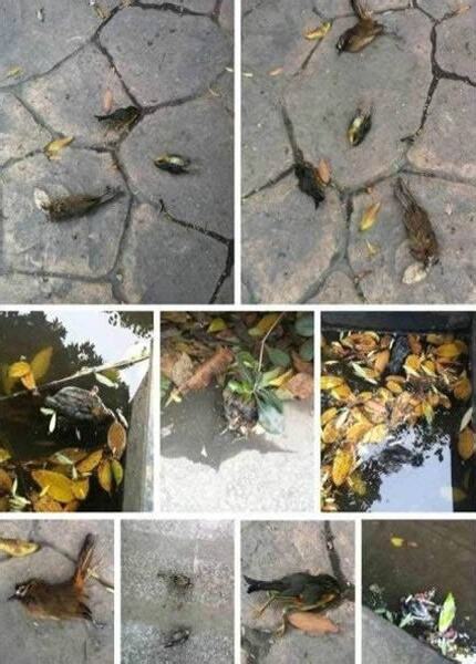 麻雀死亡前兆