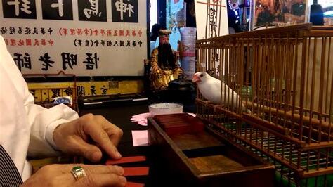 悟明老師鳥卦
