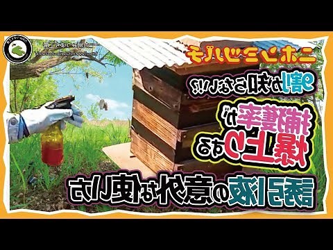 傷心的蜜蜂意思