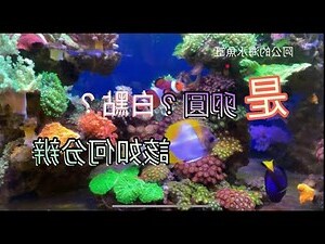 魚缸白點卵