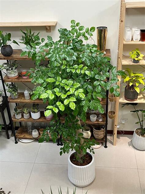 旺旺樹開花風水