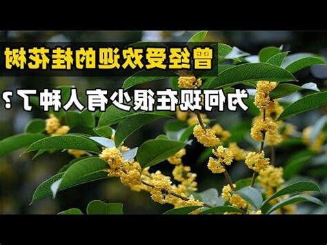 後院種桂花