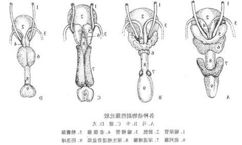 狼的生殖器