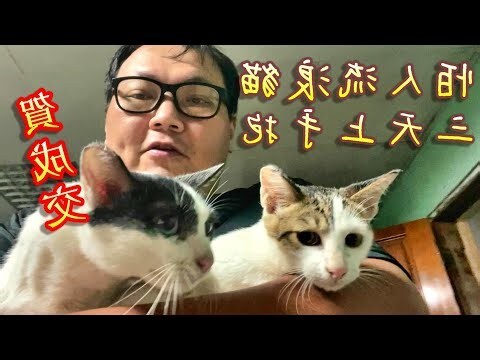 貓咪跑來家裡