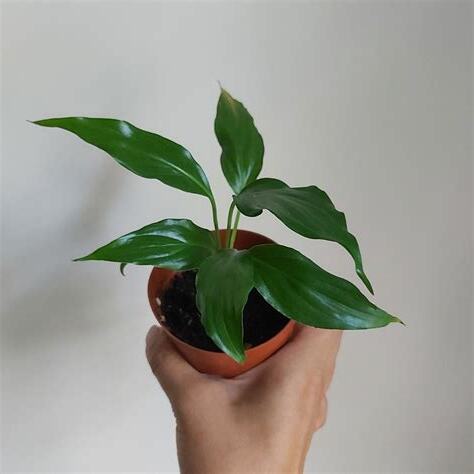 泥種植物