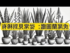 虎尾蘭種子