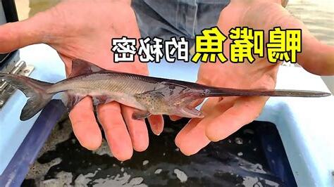 鴨嘴魚種類
