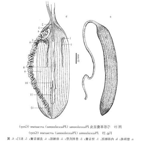 弓形革囊星蟲