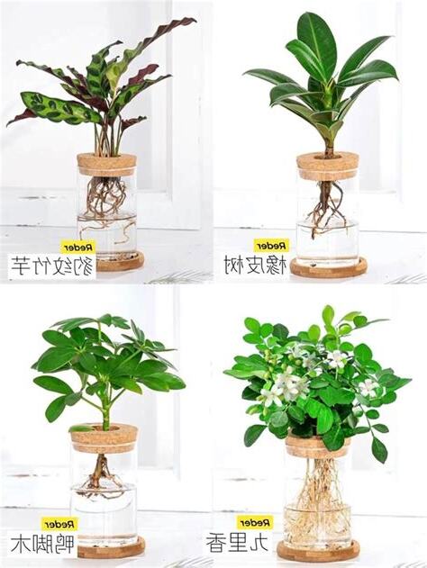 綠色盆栽推薦