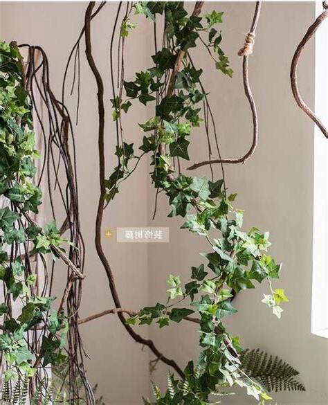 藤蔓植物風水