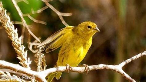 鳥有靈性嗎
