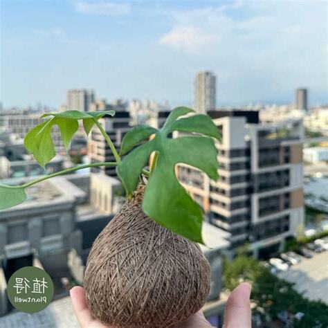 姬龜背風水
