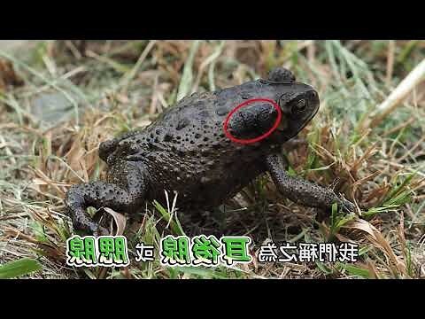 看到青蛙代表什麼