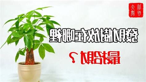 招財樹放哪裡