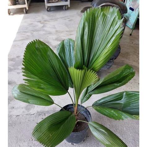 圓葉刺軸櫚風水