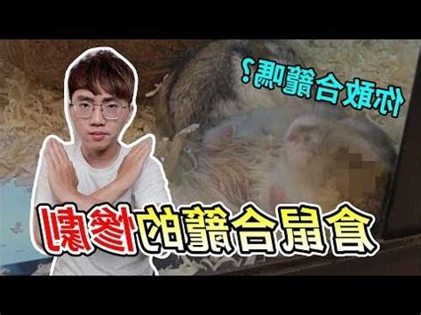 老鼠合籠斷頭慘劇