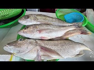 金龍魚屬
