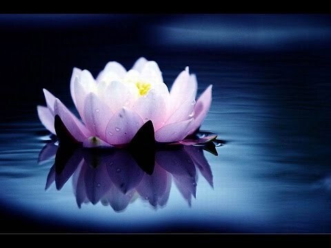 敬神盆花