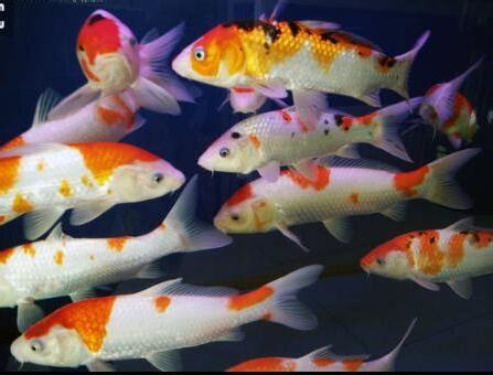 錦鯉魚意思