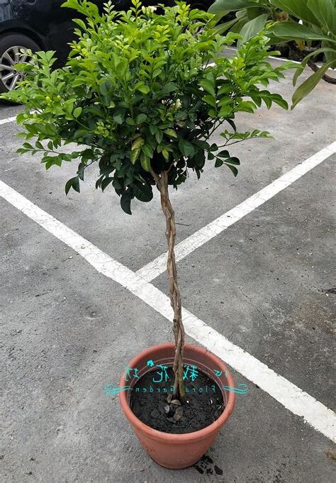 大葉七里香風水