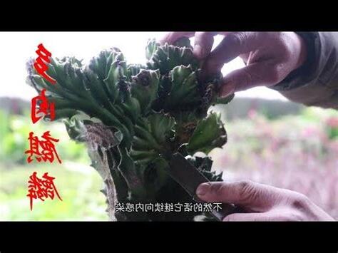 彩春峯
