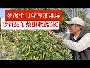 辣椒葉禁忌