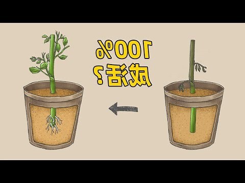 福木果實季節