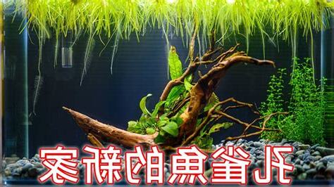 魚缸佈置