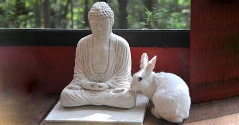 靈化菩薩兔子腿